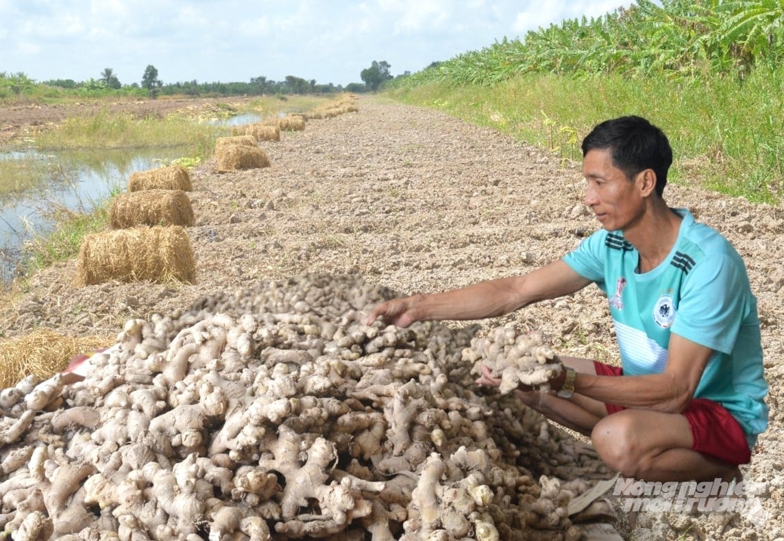 Trong canh tác rau màu, nông dân An Giang áp dụng quy trình kinh tế tuần hoàn, tận dụng phế phụ phẩm nông nghiệp tạo lớp phủ, làm phân hữu cơ, góp phần giảm phát thải và bảo vệ môi trường sinh thái nông thôn. Ảnh: Trung Chánh.