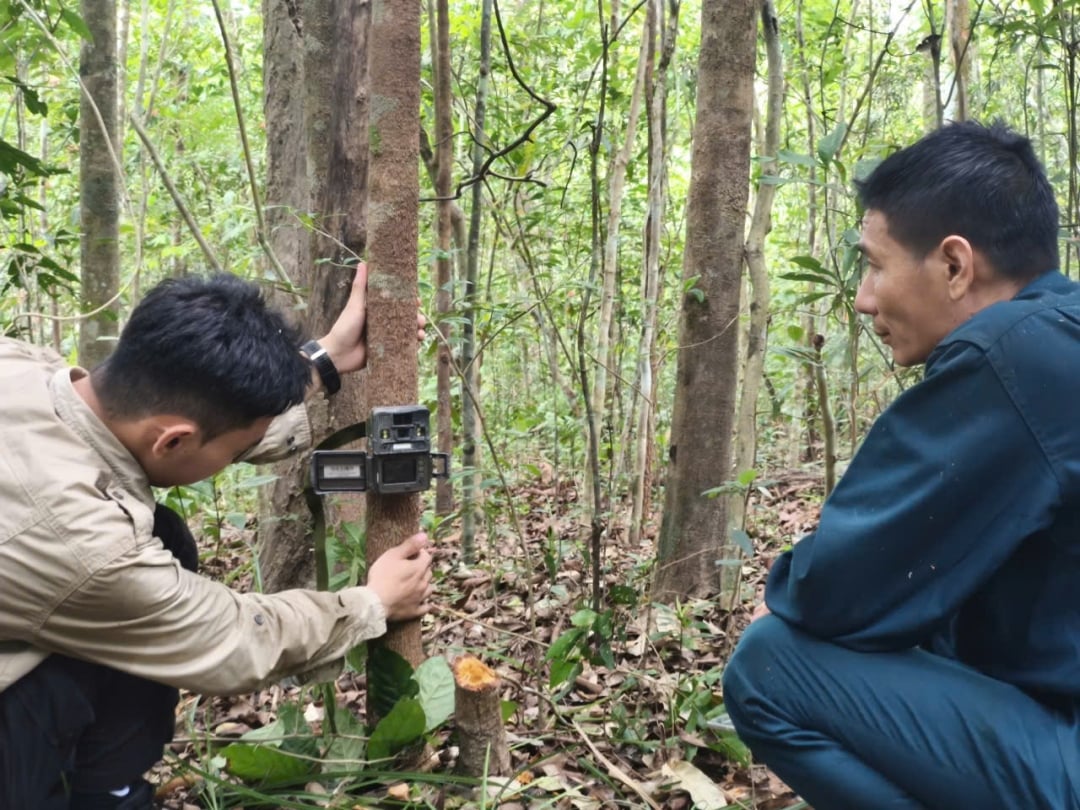 អាជ្ញាធរបានដាក់អន្ទាក់កាមេរ៉ាដើម្បីចាប់យករូបភាពសត្វនៅក្នុងតំបន់អភិរក្សធម្មជាតិ Ea Sô។