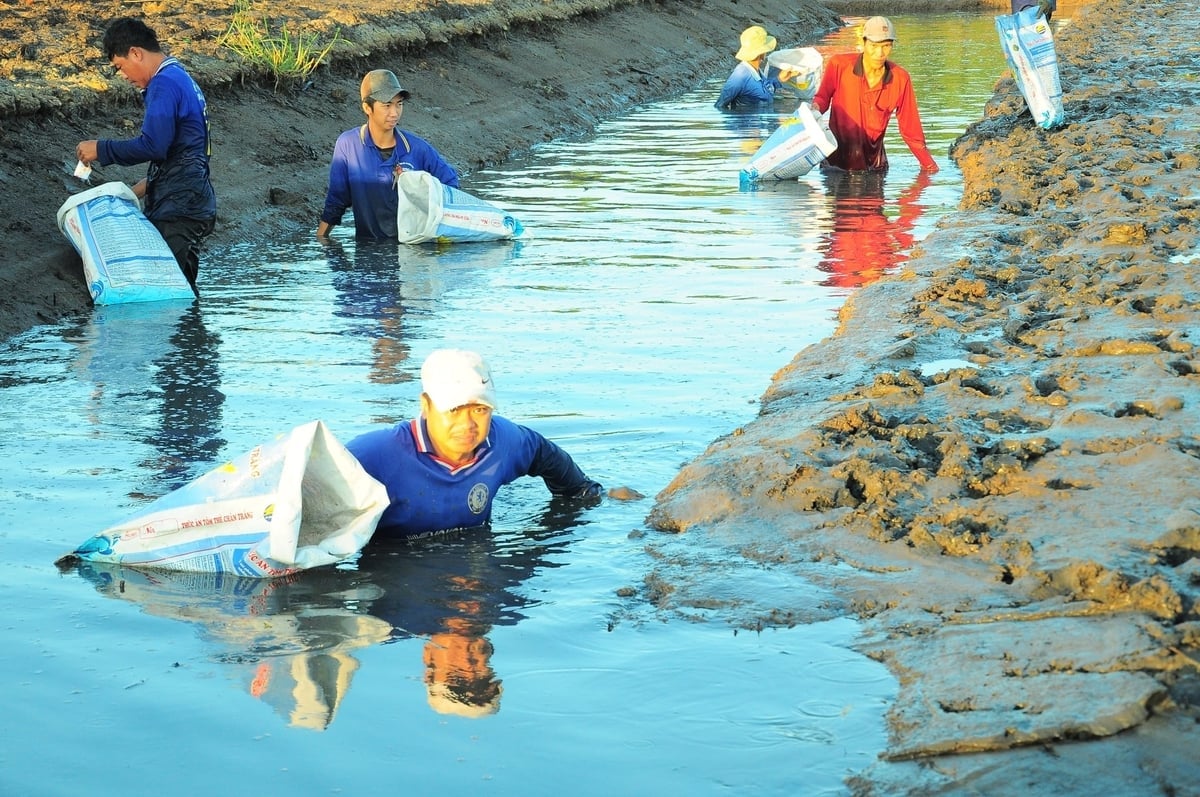 Nông dân thu hoạch tôm tại xã Vĩnh Viễn (TP Cần Thơ). Ảnh: Kim Anh.