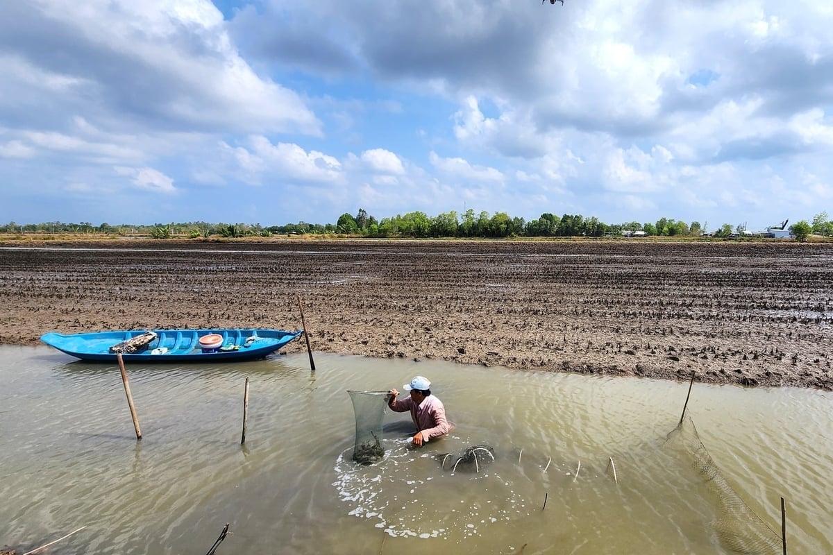 Kế hoạch phát triển vùng tôm - lúa năm 2026 được kỳ vọng tạo nền tảng quan trọng để ngành thủy sản TP Cần Thơ phát triển an toàn, hiệu quả và bền vững. Ảnh: Kim Anh.