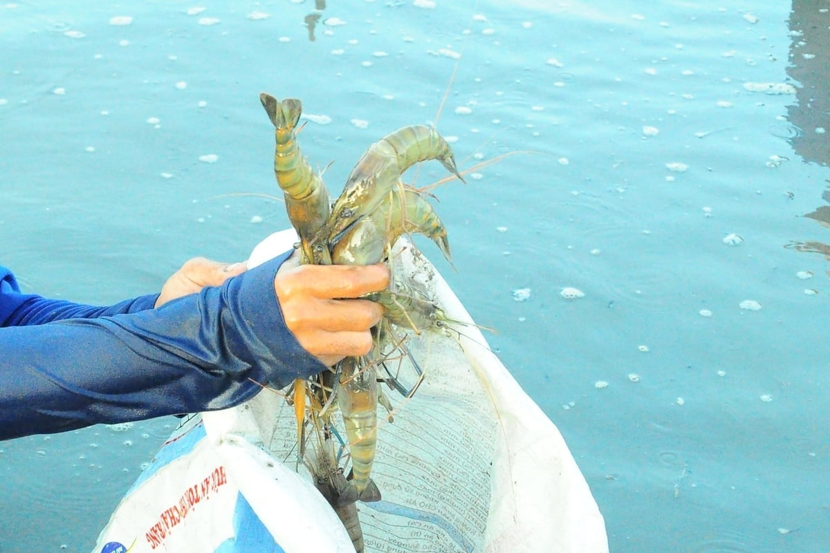 Thời gian tới, TP Cần Thơ sẽ có các chính sách khuyến khích liên kết sản xuất, tiêu thụ sản phẩm cho vùng tôm - lúa. Ảnh: Kim Anh.