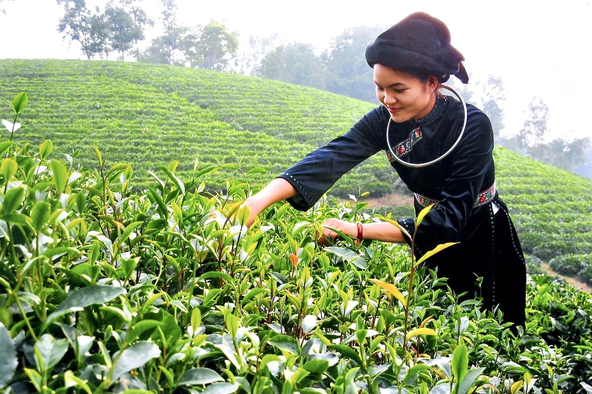 Sklizeň čaje v obci Tan Cuong, provincie Thai Nguyen. Foto: Půjčka Phuong. Thu hoạch chè tại xã Tân Cương, tỉnh Thái Nguyên. Ảnh: Phương Loan.