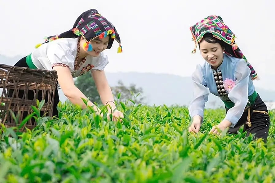 Mnoho čajových kopců se stalo atraktivními turistickými destinacemi. Foto: Khac Kien. Nhiều đồi chè trở thành địa điểm du lịch hấp dẫn. Ảnh: Khắc Kiên.