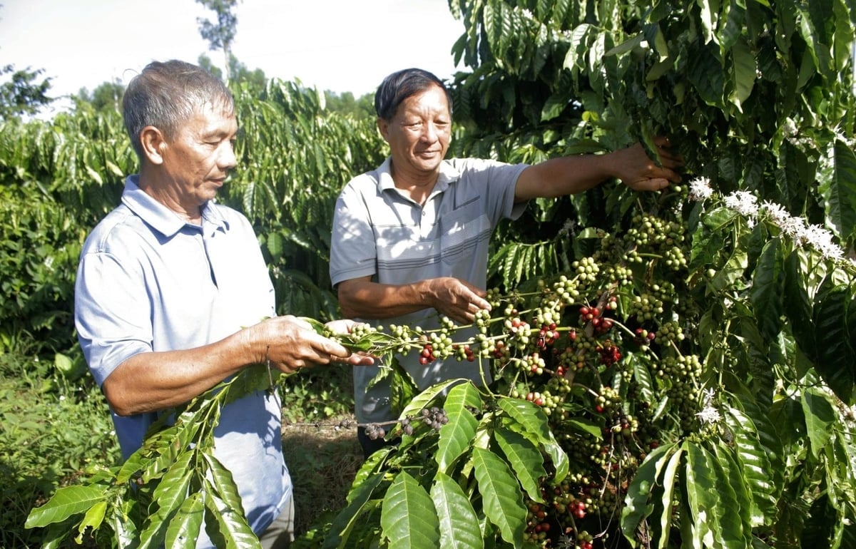 Farmáři v obci Kim Long v okrese Binh Gia si prohlížejí své zahrady s trpasličí zelenou kávou, která je v plném květu a jedná se o vysoce výnosnou a nenáročnou odrůdu na péči. Foto: Song Binh. Nông dân xã Kim Long, Bình Giã kiểm tra vườn cà phê xanh lùn đang vào vụ, giống cho năng suất cao, dễ chăm sóc. Ảnh: Song Bình.