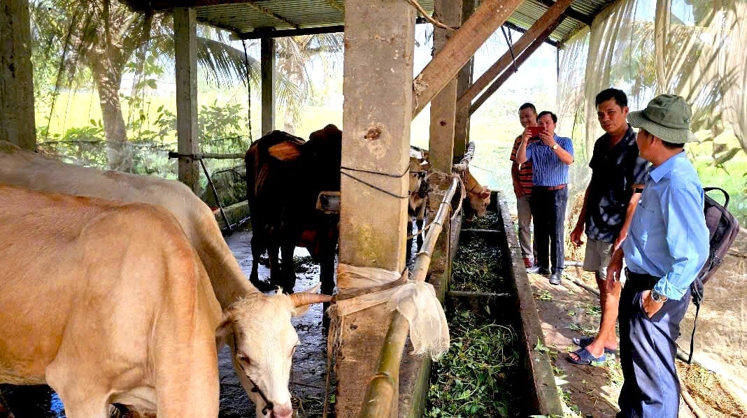 ចំបើងស្រូវមានផ្ទុកសារធាតុចិញ្ចឹមខ្ពស់ ហើយអាចប្រើប្រាស់ឡើងវិញជាវត្ថុធាតុដើមសម្រាប់ដាំដុះផ្សិត ចំណីសត្វ ជីសរីរាង្គ ឬសម្រាប់ការកែលម្អដីប្រកបដោយប្រសិទ្ធភាព។ រូបថត៖ មិញ សាង។ Trong rơm rạ chứa hàm lượng dinh dưỡng cao, có thể tái sử dụng làm nguyên liệu trồng nấm, thức ăn chăn nuôi, phân bón hữu cơ hoặc cải tạo đất hiệu quả. Ảnh: Minh Sáng.
