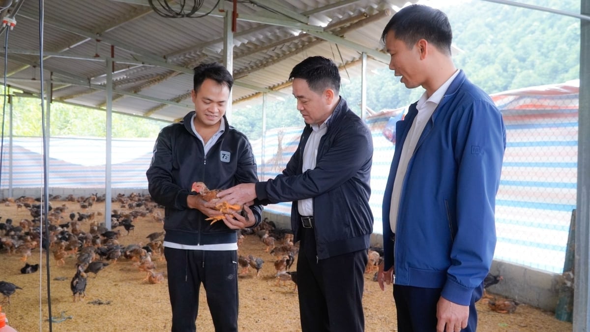 Sản xuất nông nghiệp hàng hóa là một trong những trụ cột cho phát triển đột phá của Lâm Giang. Ảnh: Thanh Tiến.