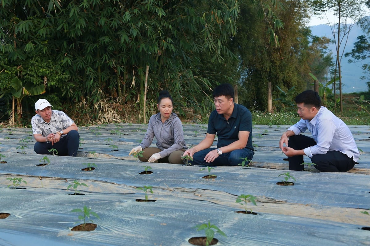 জিওসি কৃষি পণ্য রপ্তানি উৎপাদন ও প্রক্রিয়াকরণ সমবায় মরিচ গাছের কীটপতঙ্গ কীভাবে সনাক্ত করতে হয় সে সম্পর্কে মানুষকে নির্দেশনা দেয়। ছবি: থানহ এনজিএ। Hợp tác xã Sản xuất và Chế biến nông sản xuất khẩu GOC hướng dẫn người dân cách nhận biết sâu hại trên cây ớt. Ảnh: Thanh Ngà.