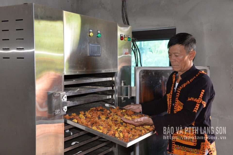 Farmers' association members in Xuan Duong commune are developing their economy through a model of growing and processing golden flower tea.