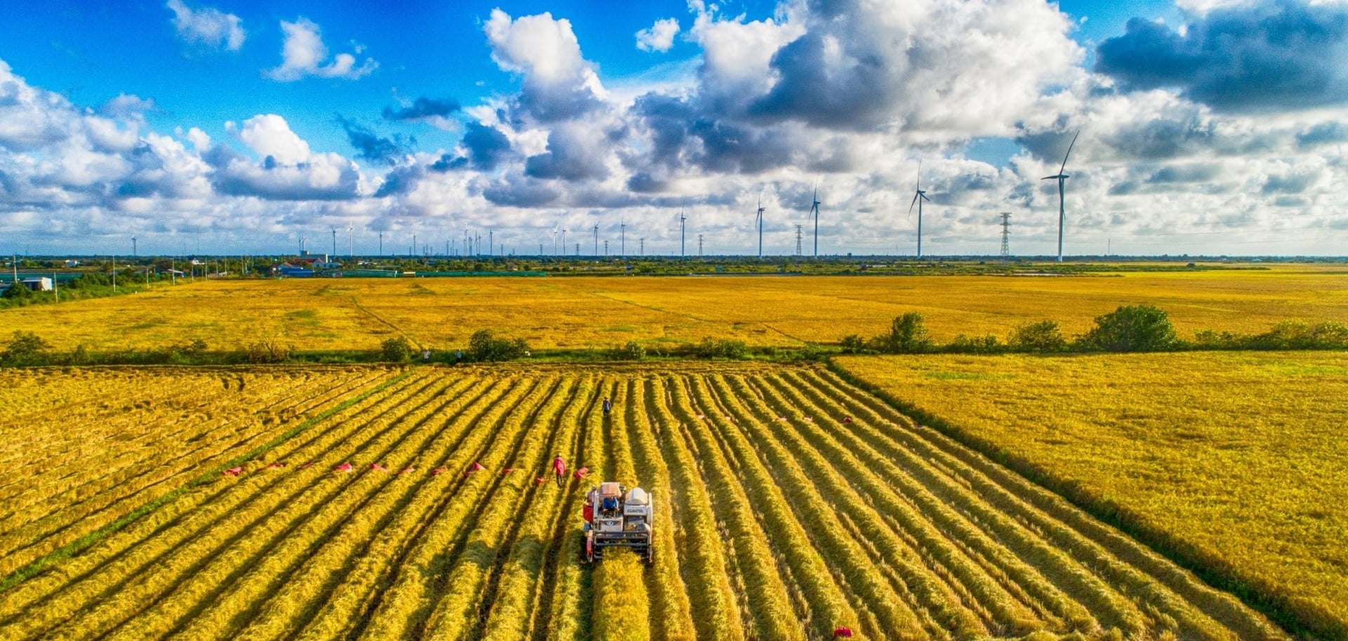 Low-emission rice farming is gradually transforming from a policy into action, specifically in the fields. Photo: Hong Tham. Canh tác lúa theo hướng phát thải thấp đang từng bước chuyển từ chủ trương thành hành động, cụ thể trên đồng ruộng. Ảnh: Hồng Thắm.