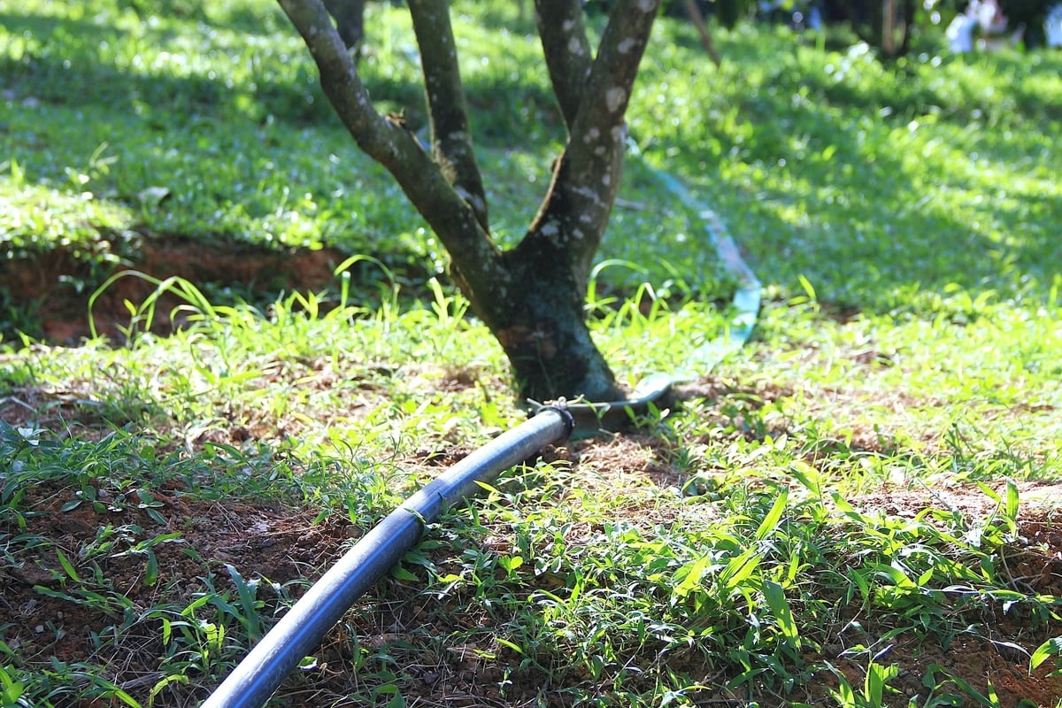 Người dân đầu tư hệ thống tưới cho vườn bưởi. Ảnh: Trung Hiếu.