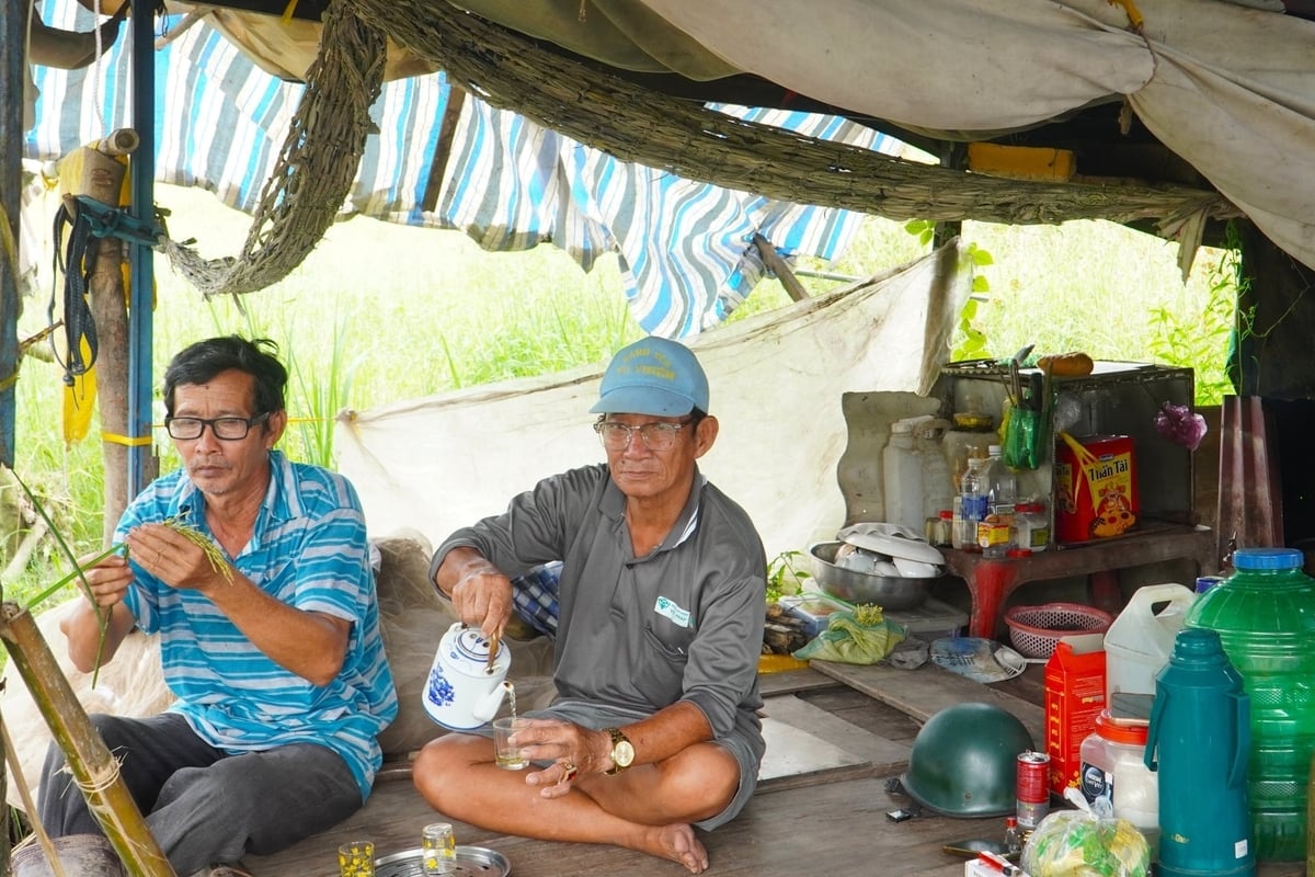 Chòi lá đơn sơ giữa đồng là nơi nông dân Hoa Sỹ Hiền (bên trái) cùng cộng sự hàng ngày cần mẫn chọn tạo giống lúa. Ảnh: Kim Anh.