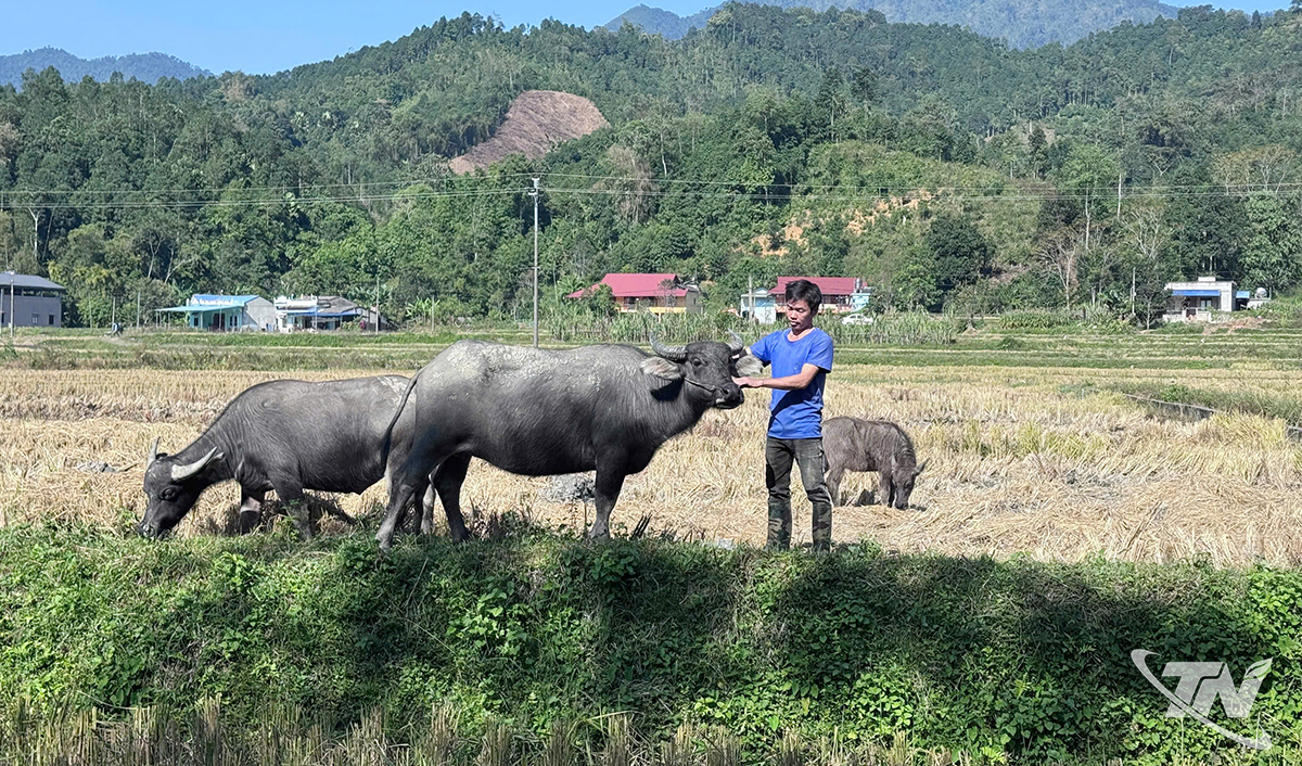 លោក សំ វ៉ាន់ ទៀប (ភូមិចុង ឃុំចូដន) មើលថែហ្វូងក្របីដែលត្រូវបានផ្តល់ជាជំនួយ។