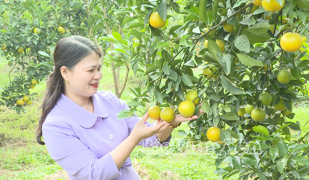 Los naranjales del barrio de Hong Chau están repletos de naranjas maduras y doradas.