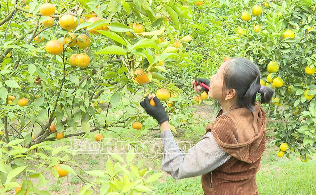Cosecha de naranjas dulces.