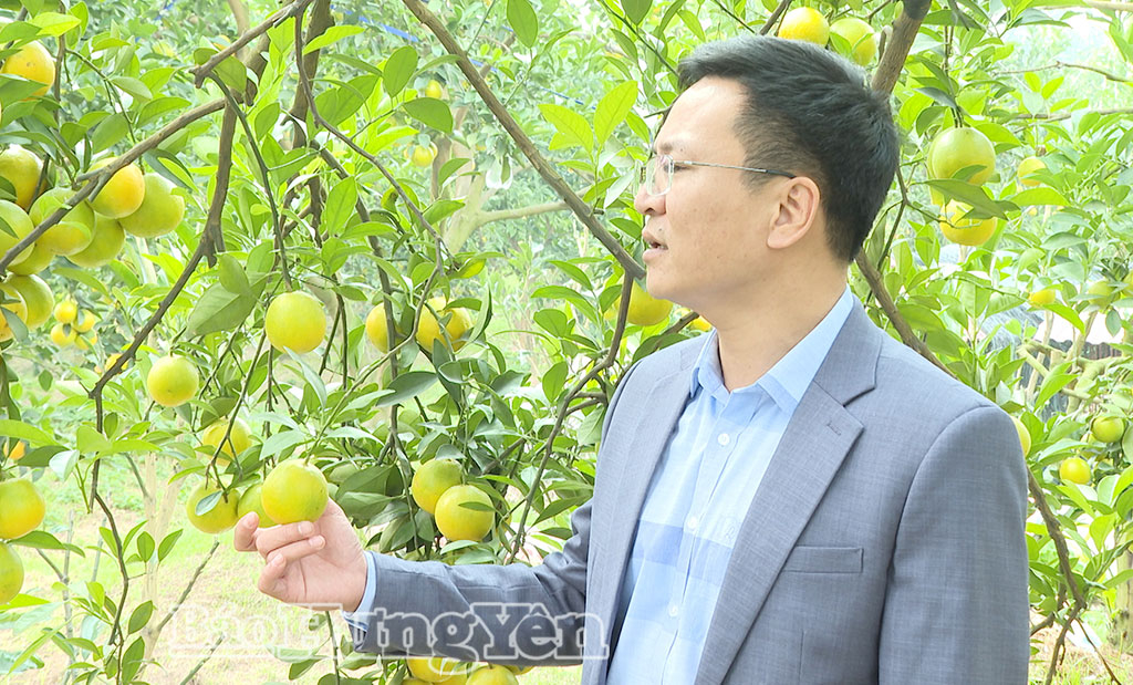 En el barrio de Hong Chau se cultivan naranjas con forma de moneda, una variedad de naranja de gran valor.