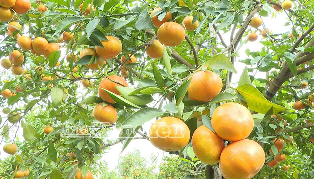 Las naranjas del barrio de Hong Chau tienen una piel preciosa, son jugosas y tienen un sabor rico y dulce.