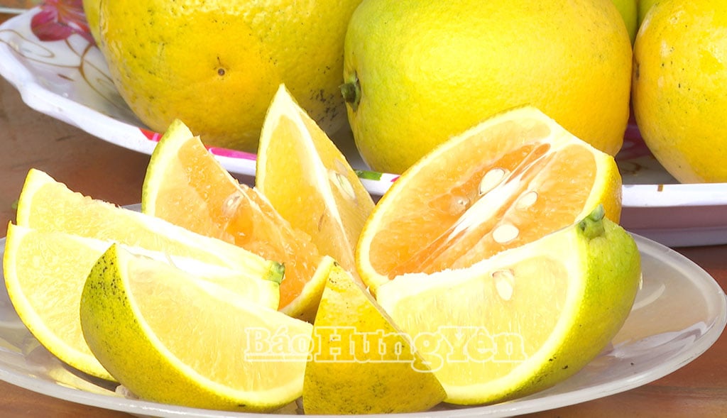 Al visitar el barrio de Hong Chau esta temporada, los turistas tendrán la oportunidad de admirar los huertos repletos de naranjas maduras y disfrutar del sabor dulce y refrescante de las naranjas maduras recién cogidas de los árboles.