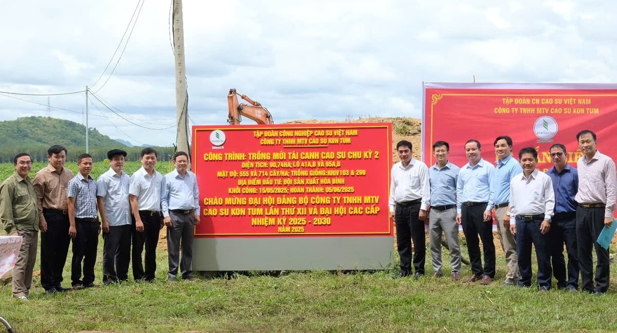The project bears the sign Công trình được gắn biển mang tên 'Vườn cây tái canh trồng mới đảm bảo độ đồng đều và mật độ cây khi đưa vào khai thác đạt tỷ lệ cao' của Cao su Kon Tum. Ảnh: VRG.