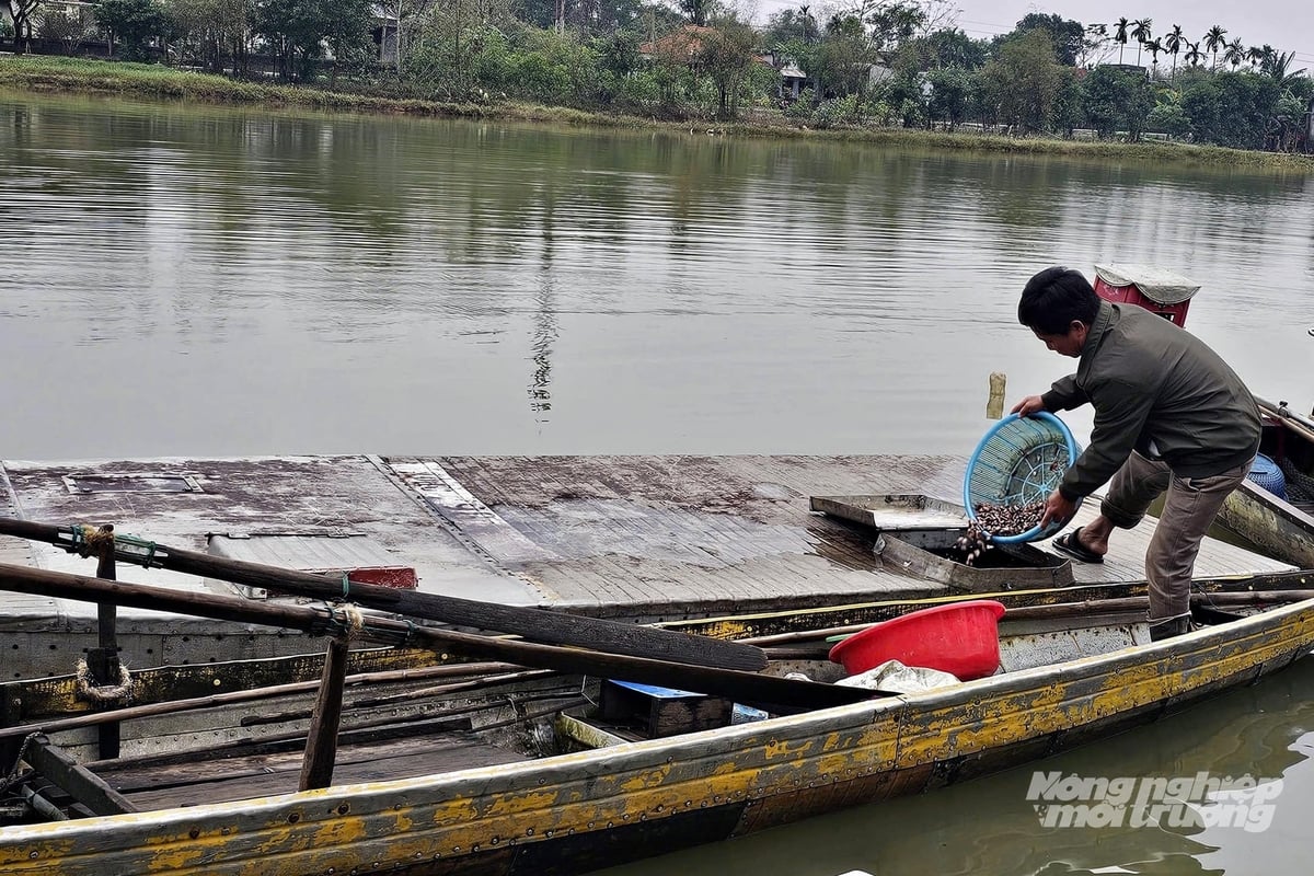 Nhiều hộ dân đã khấm khá nhờ sử dụng lồng cá hình mũi thuyền để nuôi cá lồng. Ảnh: Võ Dũng.