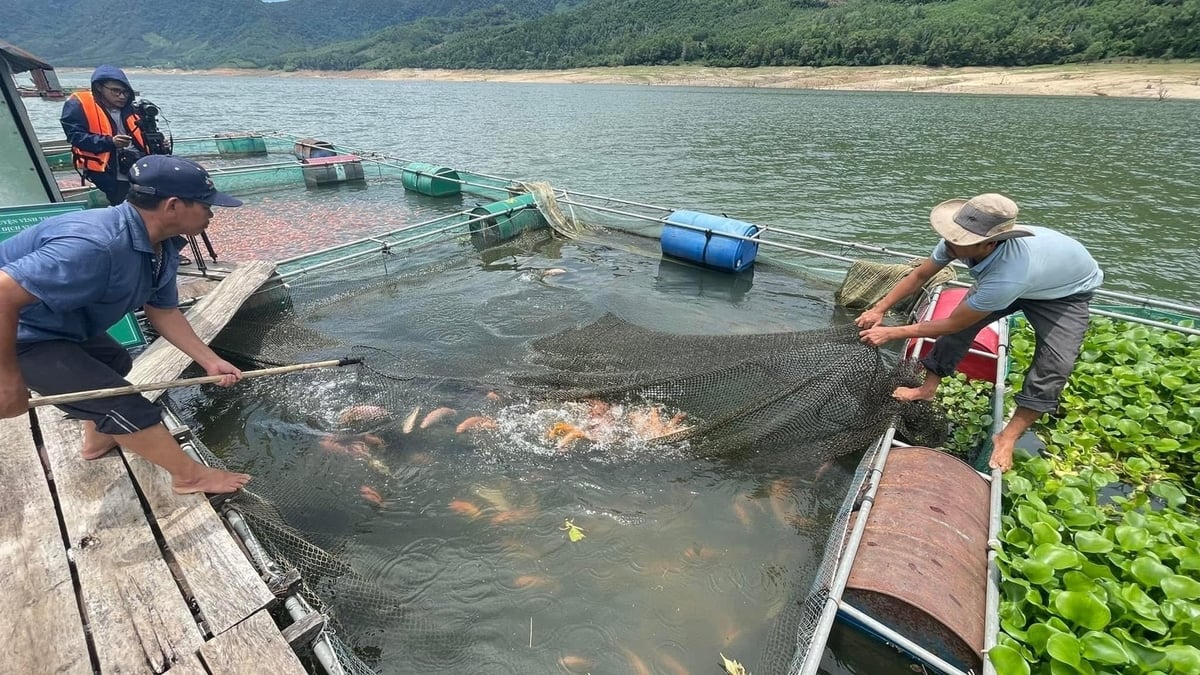 Sau 6-7 tháng từ khi thả giống người nuôi thu hoạch cá điêu hồng với trọng lượng đạt từ 500-700g/con. Ảnh: Vũ Đình Thung.