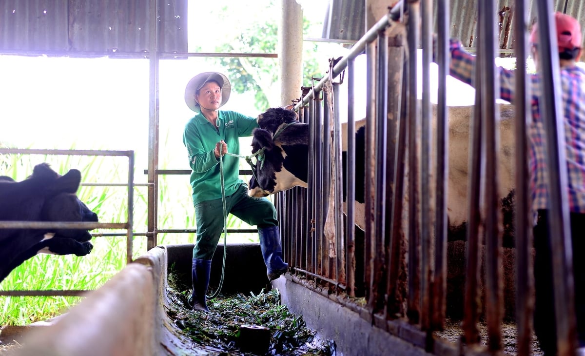 Per garantire un allevamento sicuro, la provincia di Lam Dong punta a un tasso di vaccinazione annuale superiore all'80% della popolazione totale del bestiame. Foto: KS.