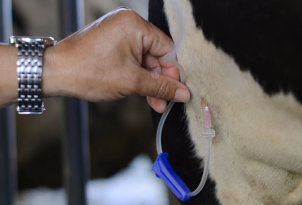 Nella provincia di Lam Dong sarà possibile controllare efficacemente le malattie animali pericolose. Foto: Ingegnere.