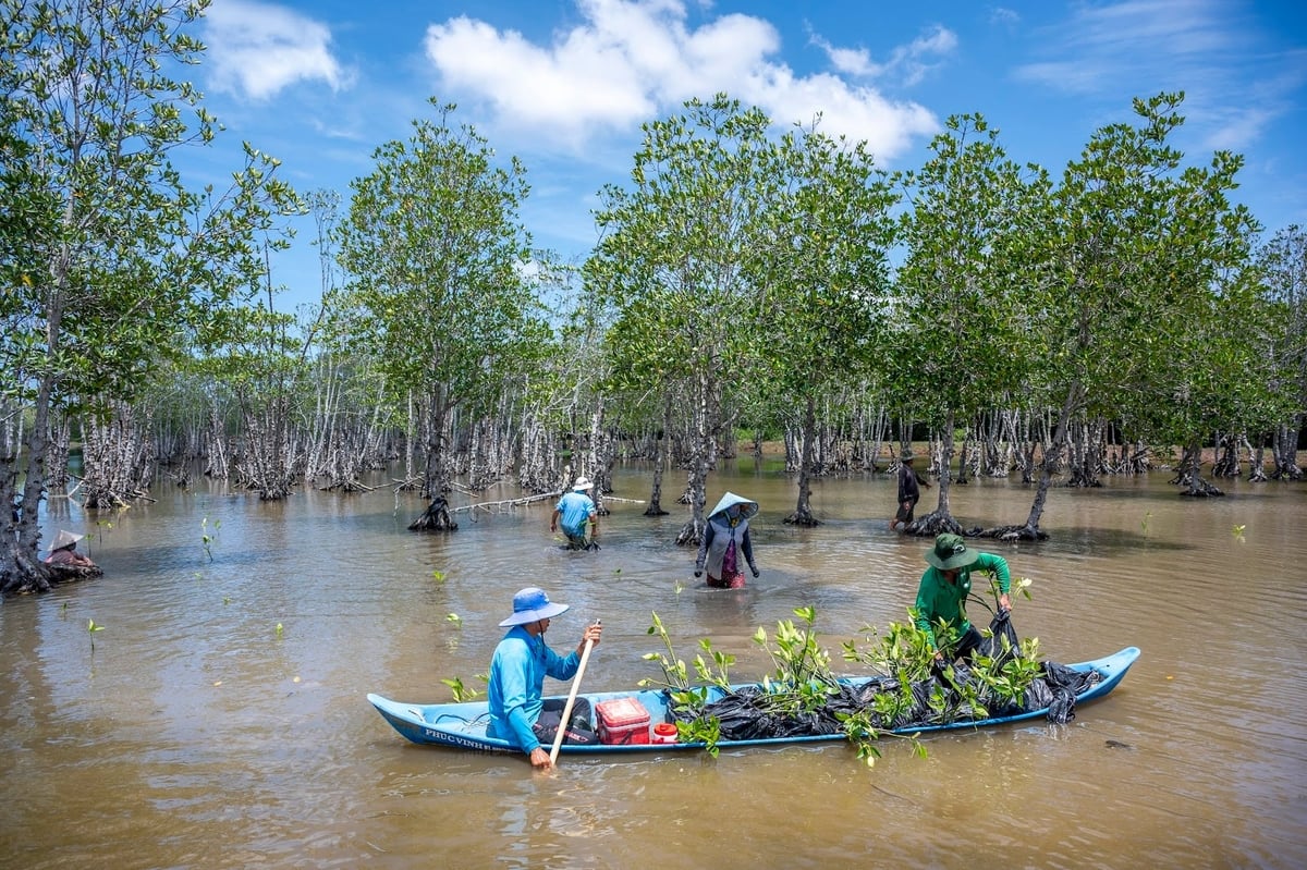 Nell'ex provincia di Bac Lieu, gli abitanti stanno piantando foreste di mangrovie nell'ambito di un progetto finanziato da Hyundai Motor Company (HMC) e Good Neighbors International (GNI). Foto: IUCN. Người dân Bạc Liêu (cũ) trồng rừng ngập mặn trong khuôn khổ dự án do Công ty Hyundai Motor (HMC) và Good Neighbors International (GNI) tài trợ. Ảnh: IUCN.