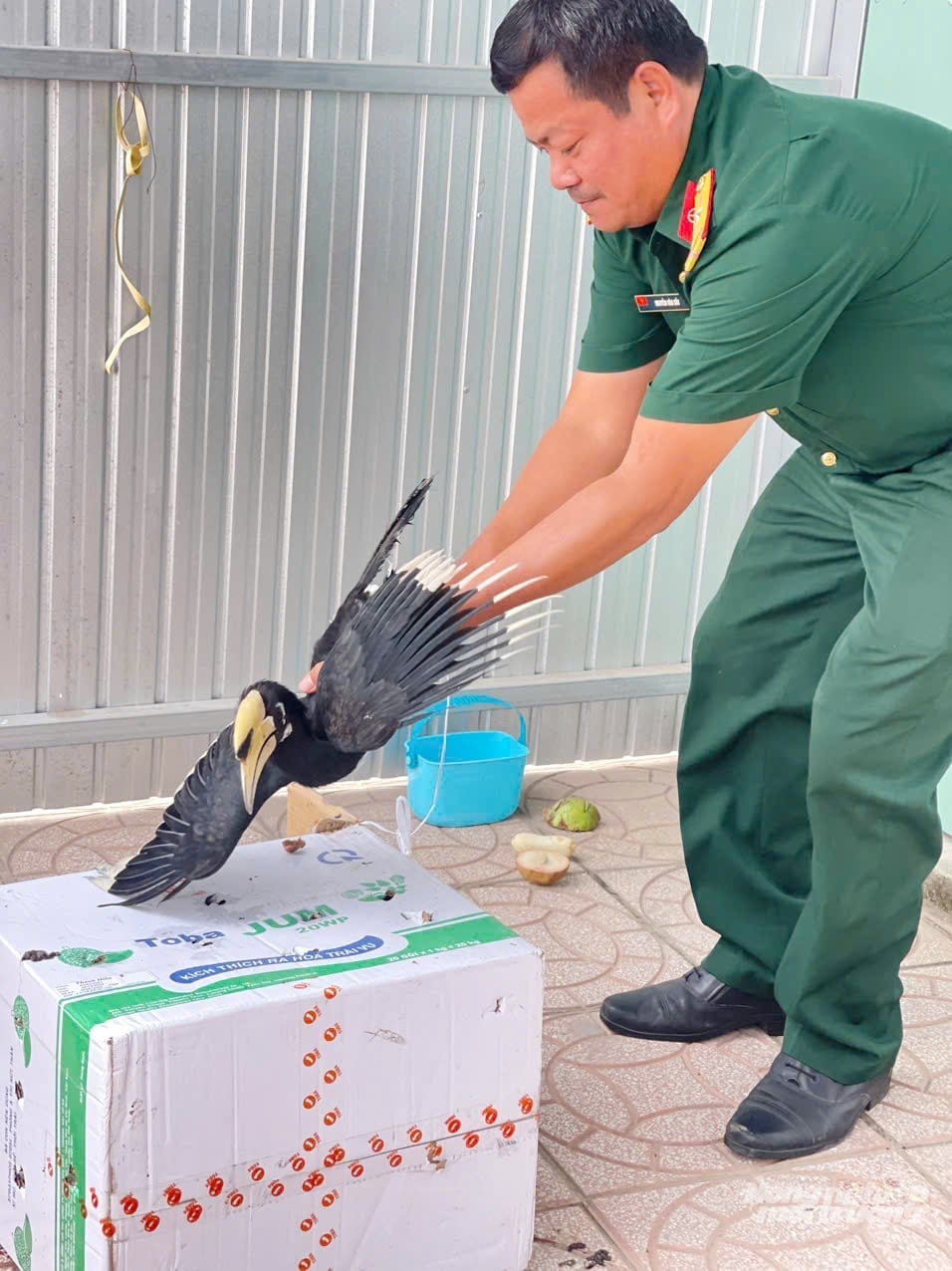 Trưa 19/12, cá thể chim cao cát được bàn giao cho Trại rắn Đồng Tâm để chăm sóc, nuôi dưỡng và bảo tồn theo quy định. Ảnh: Lê Hoàng Vũ.