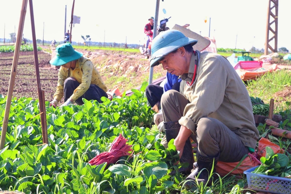 Nhu cầu vốn của doanh nghiệp, hợp tác xã và hộ nông dân cho các mô hình sản xuất nông nghiệp thân thiện môi trường, giảm phát thải ngày càng lớn. Ảnh: Minh Hà.
