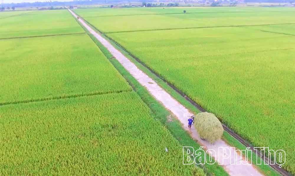 Meccanizzazione nella produzione agricola
