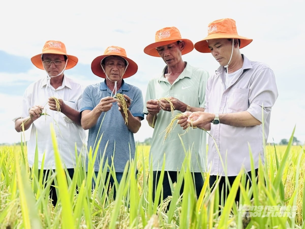 Nông dân An Giang áp dụng gieo sạ thưa, tưới ngập khô xen kẽ trên cánh đồng lúa tham gia Đề án một triệu hecta lúa chất lượng cao, giảm phát thải. Ảnh: Lê Hoàng Vũ.