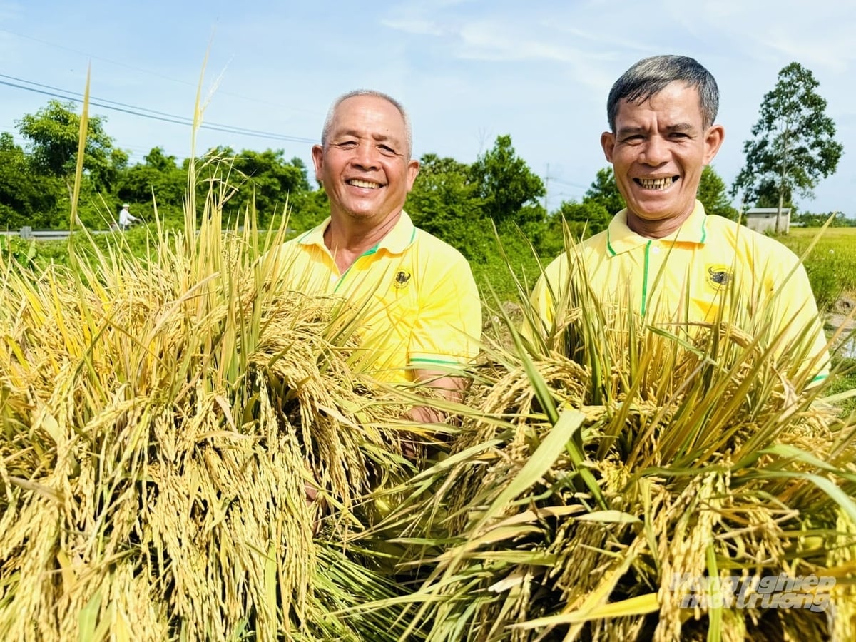 Cánh đồng lúa chất lượng cao tại An Giang phát triển đồng đều, giảm sâu bệnh nhờ áp dụng quy trình canh tác thân thiện môi trường. Ảnh: Lê Hoàng Vũ.