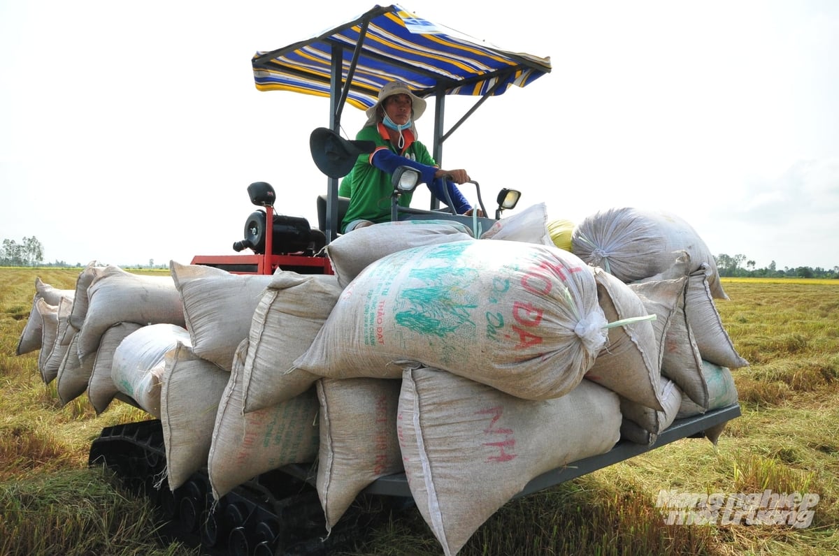 Thu hoạch lúa tại vùng sản xuất tham gia Đề án một triệu hecta lúa chất lượng cao, giảm phát thải, hướng đến xây dựng thương hiệu gạo An Giang bền vững. Ảnh: Lê Hoàng Vũ.