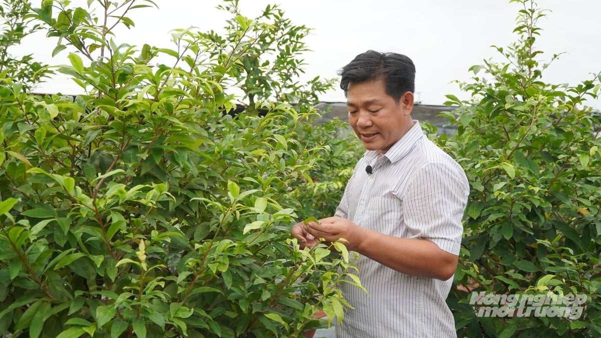 Nhiều năm liền, anh Bùi Ngọc Đức được Hội Nông dân TP.HCM vinh danh là nông dân sản xuất giỏi. Ảnh: Nguyễn Thủy.