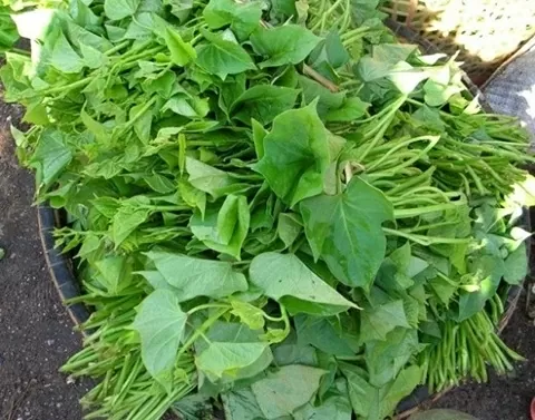 Le foglie di patata dolce sono utili per migliorare le misurazioni del peso. Rau lang hữu ích cho ‘công cuộc’ cải thiện số đo cân nặng