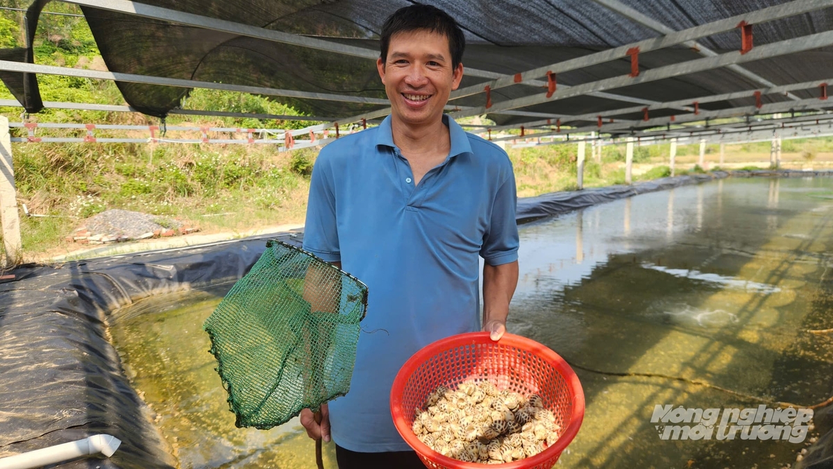 Anh Đồng Sỹ Nguyên là người tiên phong nuôi ốc hương tại Đặc khu Cô Tô. Ảnh: Nguyễn Thành.