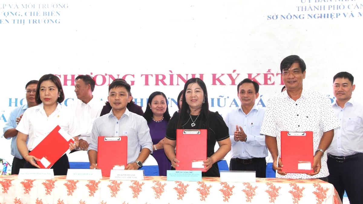 Các HTX và doanh nghiệp trong và ngoài TP. Cần Thơ ký kết hợp tác phát triển sản phẩm nông, lâm, thủy sản. Ảnh: Kim Anh.