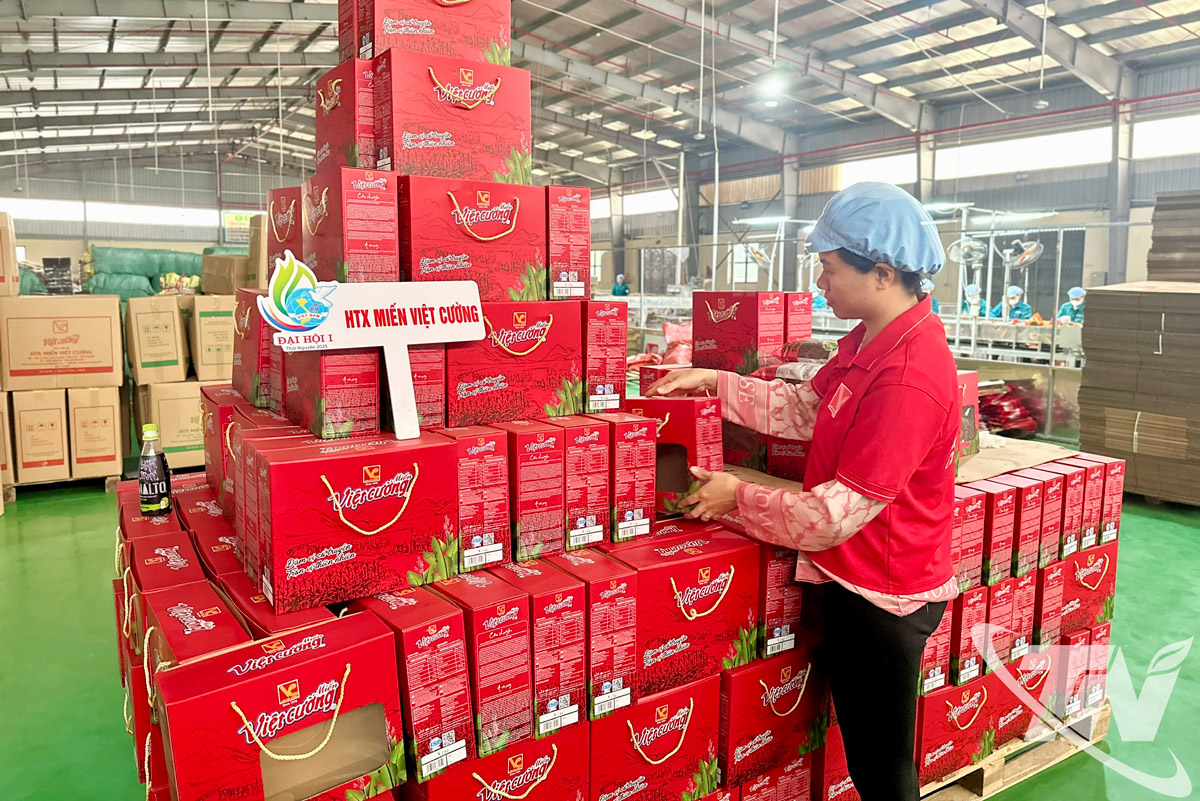 សហករណ៍​មី​វៀតណាម​រក្សា​ទំនាក់ទំនង​ជាមួយ​ដៃគូ ខិតខំ​ស្តារ​ផលិតកម្ម​ឡើងវិញ និង​បំពេញ​ការបញ្ជាទិញ​ប្រមាណ ៨០% ដែល​បាន​ចុះហត្ថលេខា​មុន​ពេល​មាន​ទឹកជំនន់។