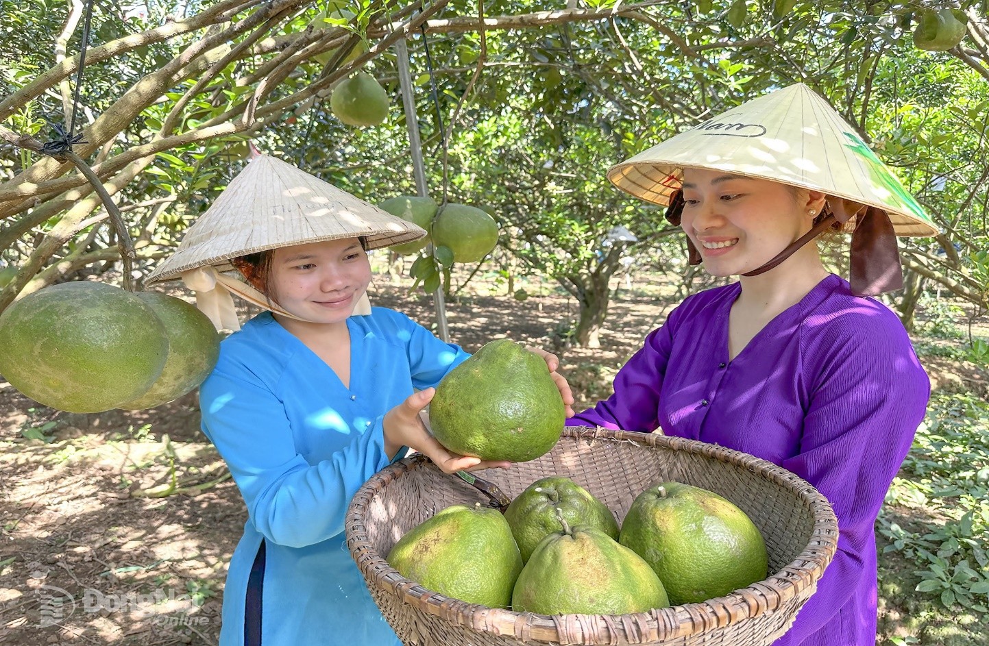 ប្រមូលផលផ្លែក្រូចថ្លុងនៅភូមិអេកូទេសចរណ៍ក្រូចថ្លុងតឹនទ្រីវ សង្កាត់តឹនទ្រីវ។ រូបថត៖ ង៉ុកលៀន។
