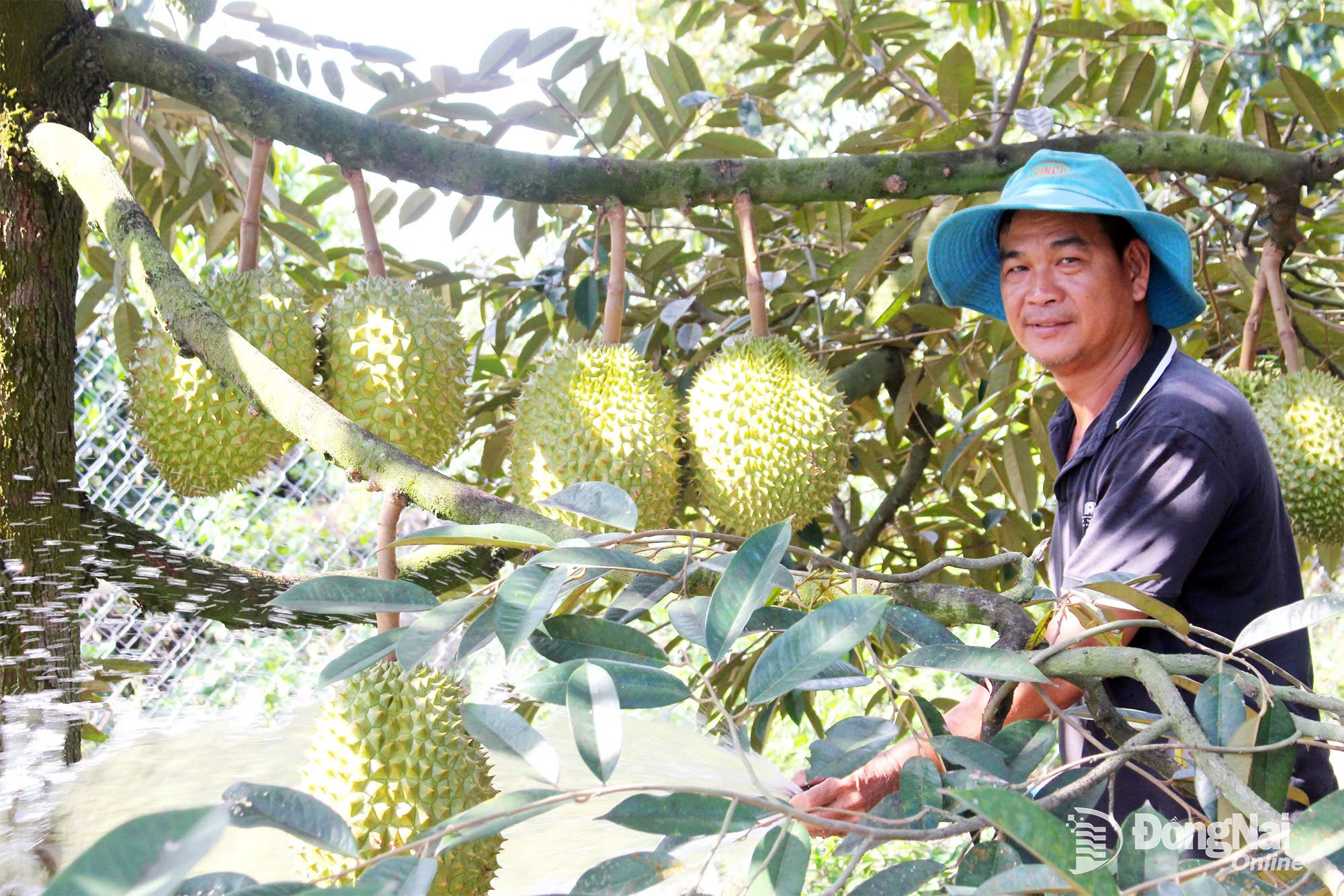 គំរូនៃការដាំដុះទុរេនស្អាតរបស់កសិករម្នាក់នៅសង្កាត់សួនឡាប ខេត្តដុងណៃ។ រូបថត៖ ឌី. ភូ