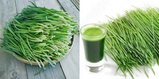 Ho có đờm uống gì? - Ảnh 2.