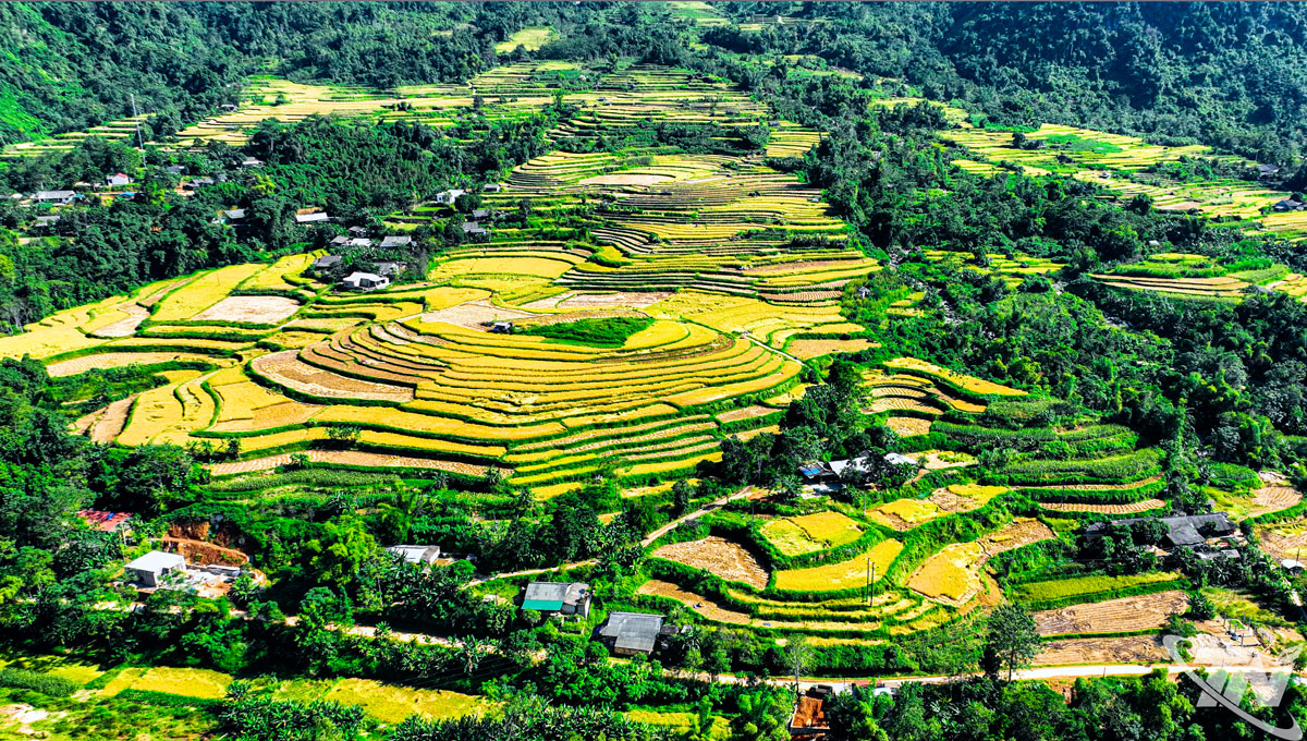 ຄວາມງາມຂອງລະດູທອງຄຳຢູ່ ດົງຟຸກ, ແຂວງທາຍງວຽນ.