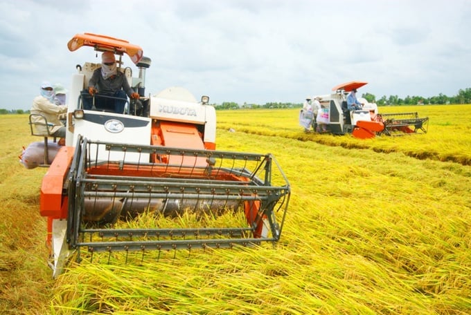 Cập nhật giá lúa gạo hôm nay 20/12/2025 mới nhất