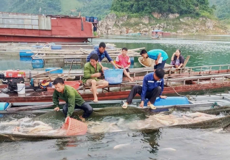 Người dân phấn khởi khi thu hoạch cá lồng, mô hình mang lại sinh kế ổn định và cải thiện đời sống cho người dân. Ảnh: Trung Dũng.