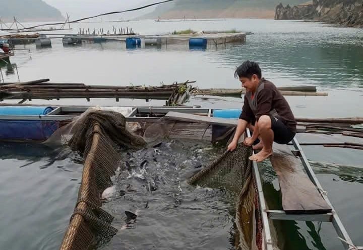 Mô hình nuôi cá lồng tạo việc làm ổn định cho người dân, góp phần giảm nghèo bền vững. Ảnh: Trung Dũng.