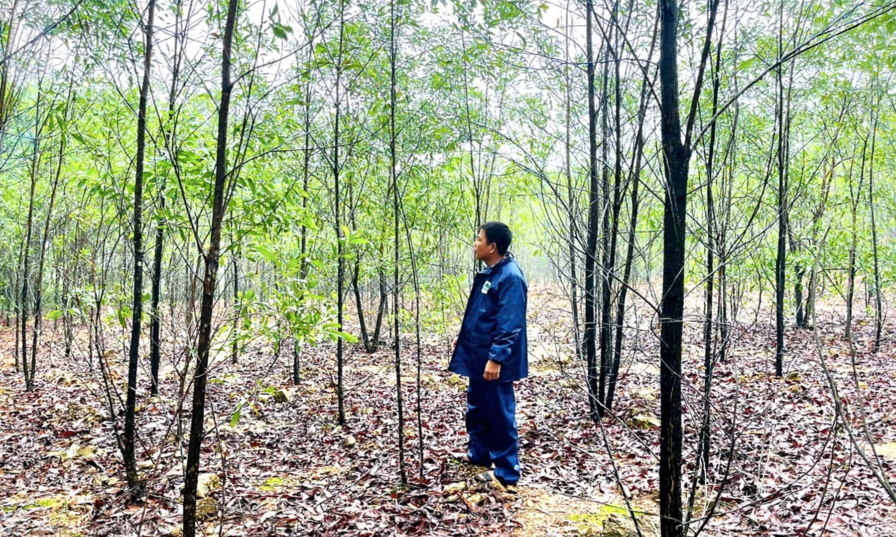 Il signor Huyen posa accanto alla foresta di melaleuca di proprietà della sua famiglia, che ha tre anni - Foto: K.S.