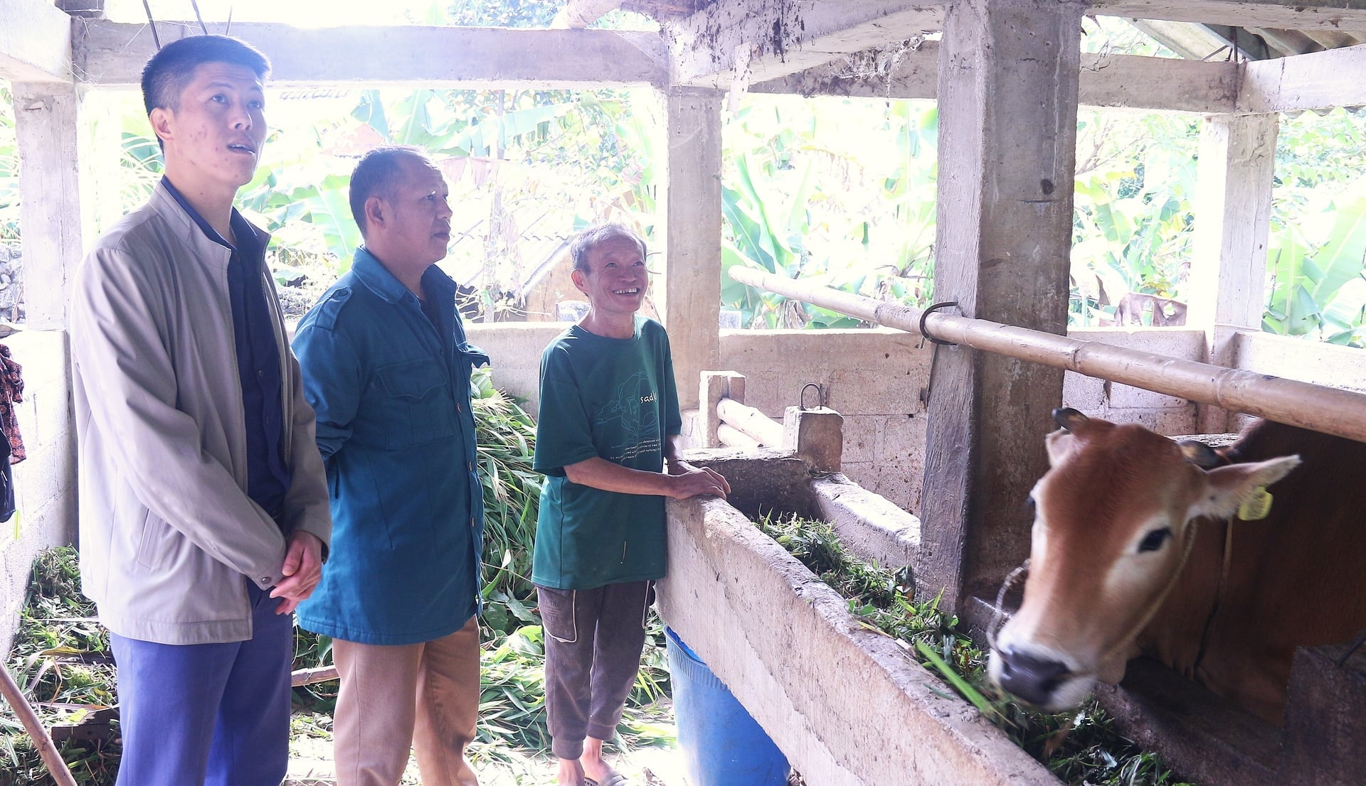 La robusta stalla della famiglia del signor Vu Mi Xa (a destra). Foto: Phuong Linh.