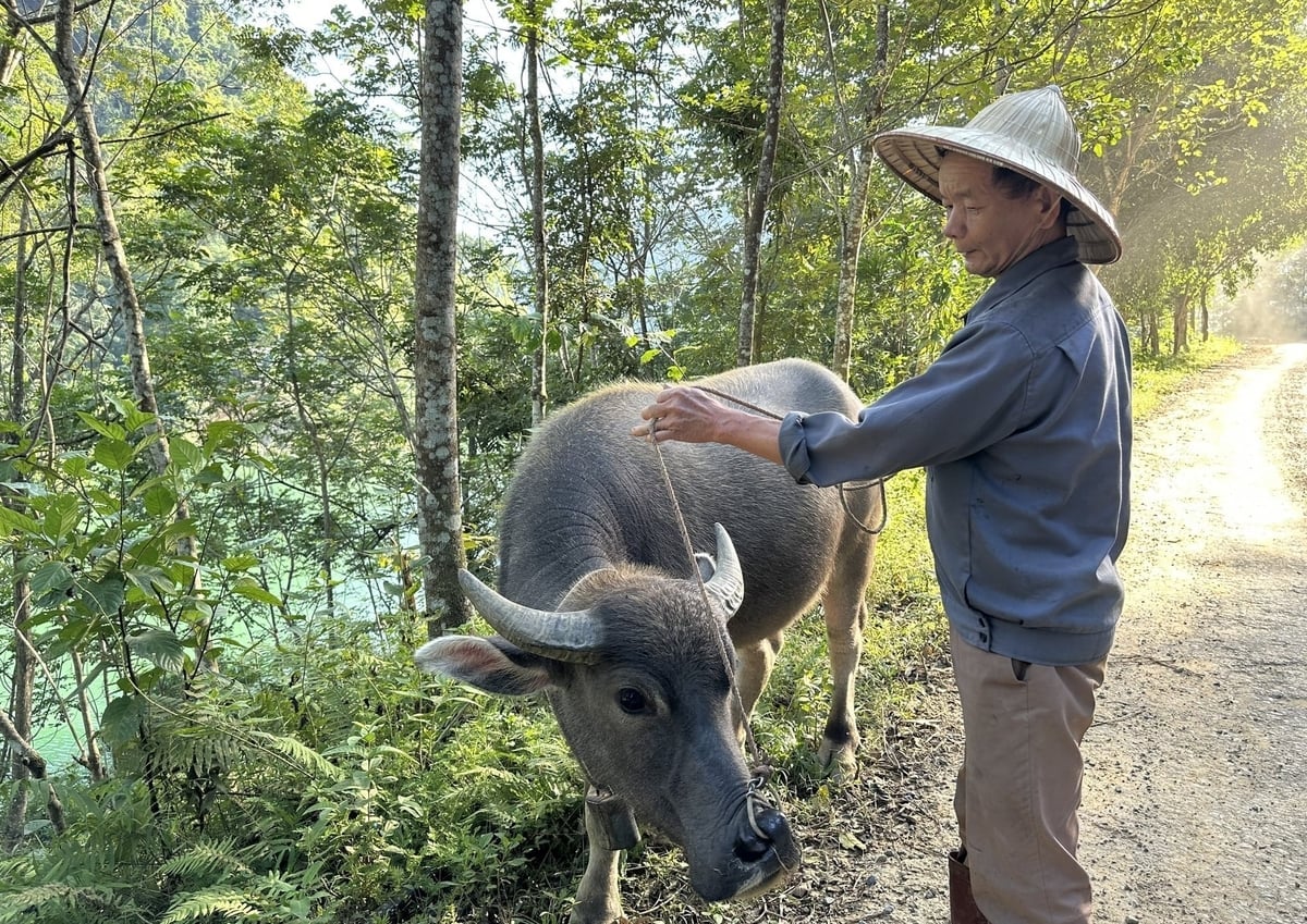 គម្រោងចិញ្ចឹមក្របីជួយប្រជាជនរកប្រាក់ចំណូលបន្ថែមក្នុងដំណើរឆ្ពោះទៅរកការកាត់បន្ថយភាពក្រីក្រ។ រូបថត៖ ទ្រុងឌុង។