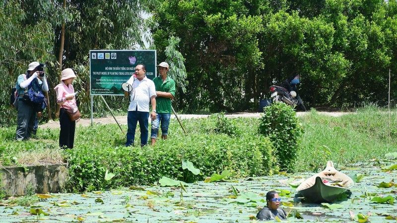 គំរូកសិកម្មបៃតងនៅខេត្តអានយ៉ាង៖ ការដាំដុះផ្កាឈូករួមផ្សំជាមួយនឹងការចិញ្ចឹមត្រីប្រាពណ៌មាស។