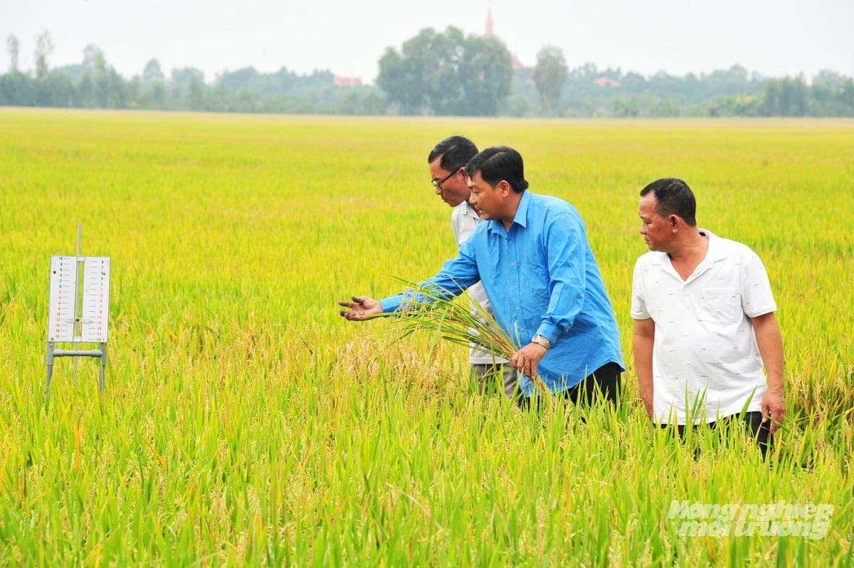 Cán bộ kỹ thuật và nông dân An Giang kiểm tra sinh trưởng cây lúa trên đồng ruộng, kết hợp dữ liệu và giải pháp khoa học công nghệ nhằm nâng cao năng suất, chất lượng và giảm phát thải. Ảnh: Lê Hoàng Vũ.